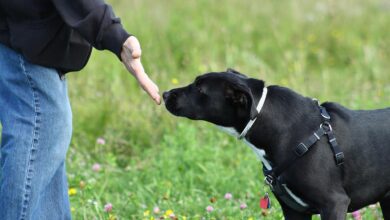 olfato canino puede detectar300922