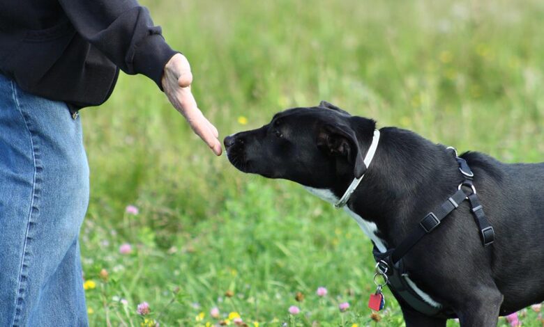 olfato canino puede detectar300922