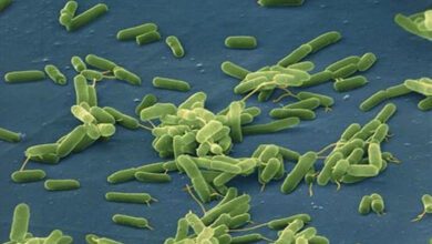Vibrio vulnificus241022