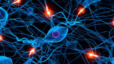 NEURONAS1323