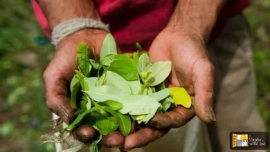 hoja de coca