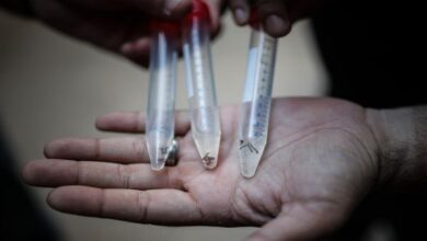 Dengue