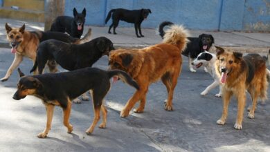 PERROS GRANDE