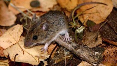 hantavirus 01 21 2880952 20220823205145
