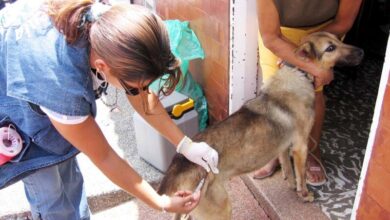 vacunacion animales