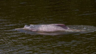 delfin muerto amazonas