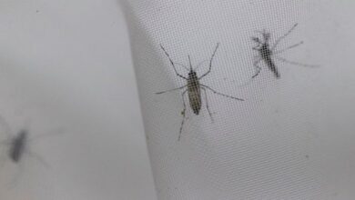 dengue.jpg 1718483347