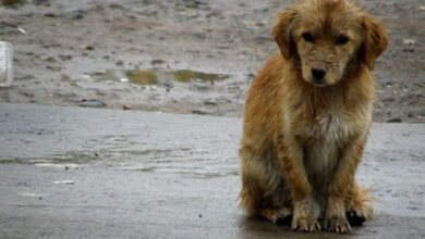 perros callejeros 744x465