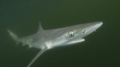 Tiburon de nariz afilada
