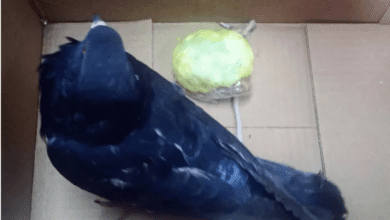 Paloma carga cocaina