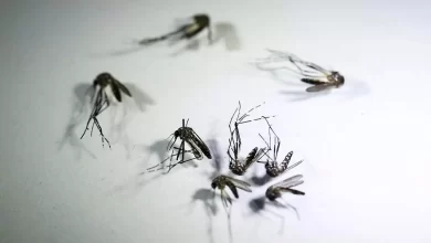 Mosquitos Aedes aegypti, que son los que provocan dengue.
