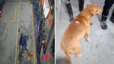 Perrito callejero evita un robo