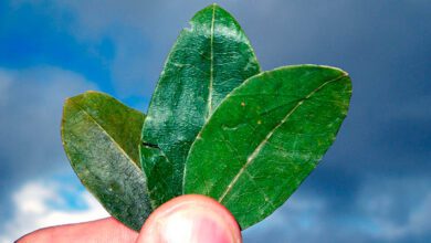 La hoja de coca, tiene componentes benéficos para la salud