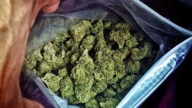 Decomisan marihuana