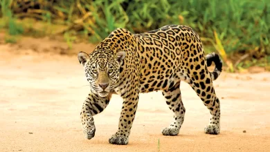 La fauna es víctima de delincuencia transnacional