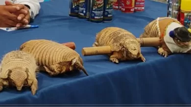 Matracas de morenada, hechas con quirquinchos