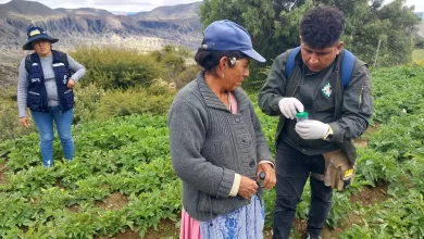Asistencia técnica a productores de papa en Tarija.