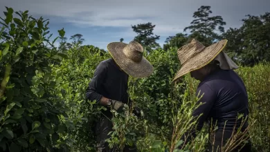 Cosecha de hoja de coca en Colombia