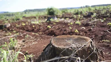 El acaparamiento de tierras y el aumento de la concentración de la propiedad agraria son, por tanto, algunas de las causas del crecimiento del número de personas que padecen hambre
