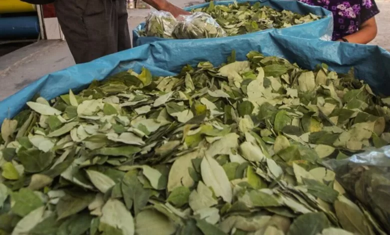 El precio de la hoja de coca alcanzó un máximo histórico de Bs 5.000 por 100 libras, equivalente a Bs 50 por libra