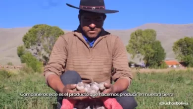 La planta permitirá dar valor agregado al ajo y la cebolla