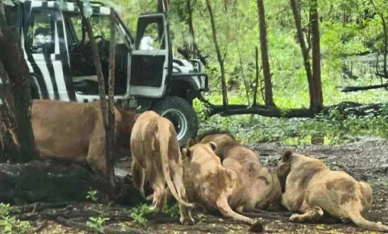 La víctima, Jian, un hombre de 58 años, estuvo a cargo del cuidado de los leones y tigres del Safari World de Bangkok durante 30 años.