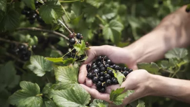 Las grosellas negras, bayas de color púrpura oscuro y muy parecidas a los arándanos