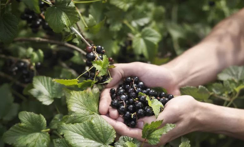 Las grosellas negras, bayas de color púrpura oscuro y muy parecidas a los arándanos