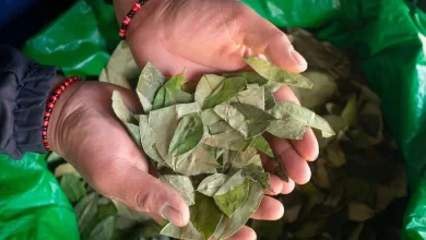 Es un estimulante suave que desde hace siglos se mastica, se elabora y se venera en las comunidades andinas..