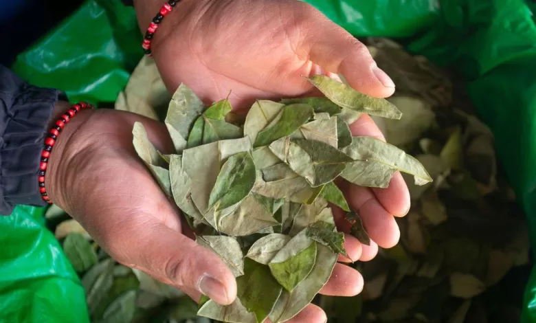 Es un estimulante suave que desde hace siglos se mastica, se elabora y se venera en las comunidades andinas..