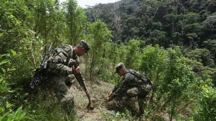 Pese a la presencia estadounidense y a la erradicación forzosa, los cultivos de coca reaparecieron