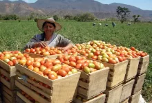 Esta podría ser la génesis de la extinción de la masa campesina en Bolivia, y comenzará en el oriente.