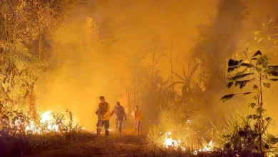 En el año 2024 los incendios provocados en Santa Cruz consumieron más de 5 millones de hectareas