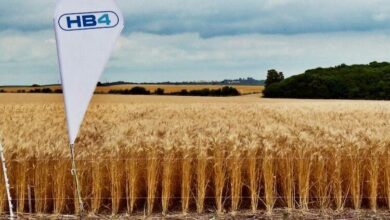 La aprobación de la variante HB4 por parte del gobierno nacional traerá graves consecuencias para la agricultura, el ambiente y las poblaciones rurales.