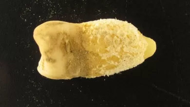 El análisis del ADN sugiere que la fiebre escarlata ya estaba presente