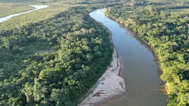 Amanonia boliviana