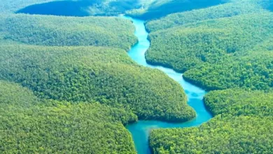 Amazonia boliviana
