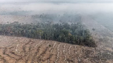 Deforestación e incendios cerca del Bosque Natural Bom Futuro en el estado amazónico de Rondônia, en Brasil.