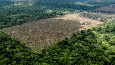 Deforestación por la producción de soya. Foto Fundación Solón