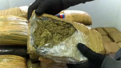 La marihuana confiscada equivale a más de 5 millones 697 mil dosis