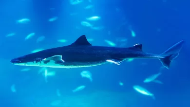 El tiburón de Groenlandia está oficialmente reconocido como el vertebrado más longevo del planeta.