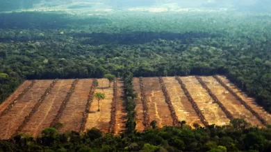 Deforestación en San Buenaventura