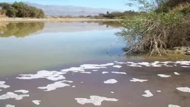 Río Guadalquivir muere por la contaminación y la sequía y nadie se hace cargo