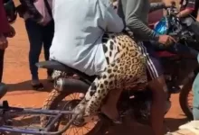 La Fiscalía investiga el biocidio de un jaguar y hay un aprehendido