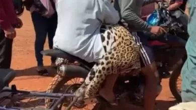 La Fiscalía investiga el biocidio de un jaguar y hay un aprehendido