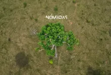 Un árbol de castaña permanece en pie, aislado en medio de un paisaje transformado
