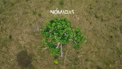 Un árbol de castaña permanece en pie, aislado en medio de un paisaje transformado
